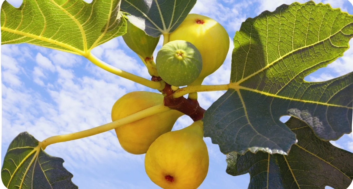 Fig Plant